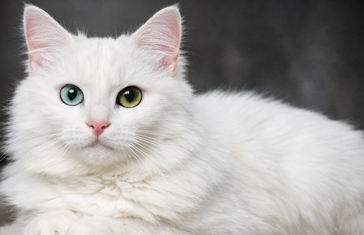 White cat with piercing eyes