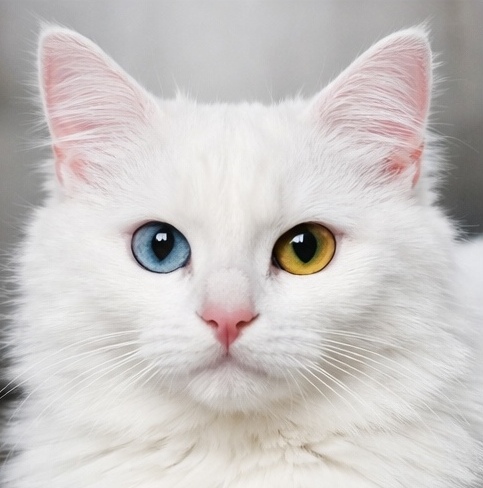 White cat with gentle gaze