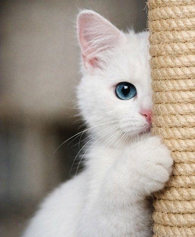 White cat at scratching post