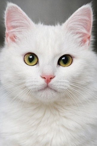 White cat with blue eyes