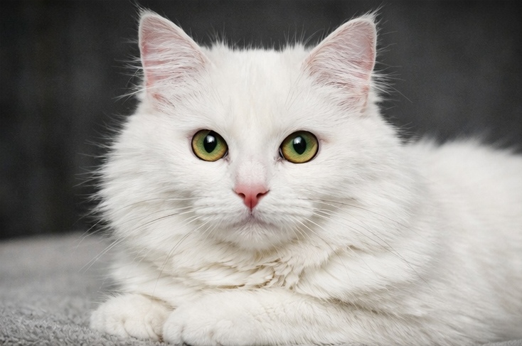 White cat with striking green eyes